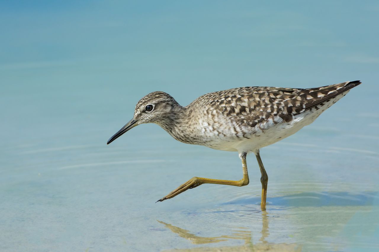 Piro-Piro boschereccio (Tringa glareola)